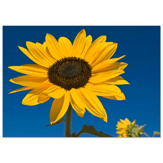 Kelowna BC sunflowers art print featuring a bright sunflower against a clear blue sky.