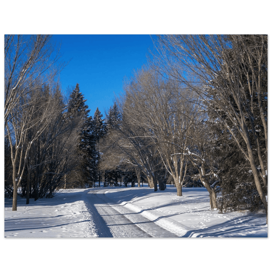 Winter Baker Park Calgary poster displayed in a modern home setting with a plant.