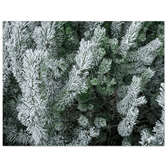 Winter pine trees poster with snow-covered evergreen landscape