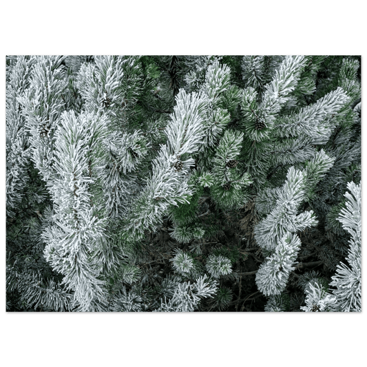 Winter pine trees poster with snow-covered evergreen landscape